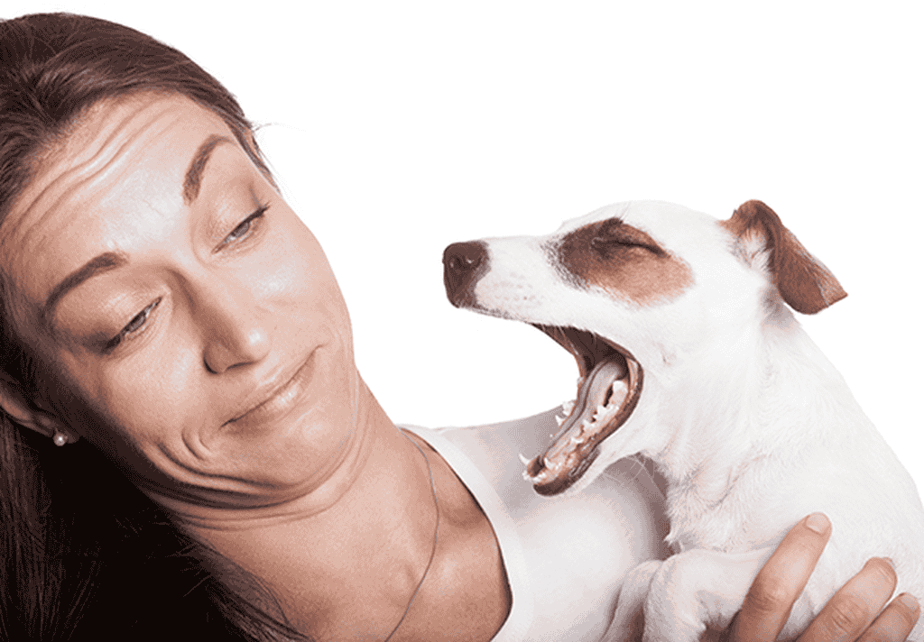 چگونه از بوی بد دهان سگ خلاص شویم؟ | پترینا