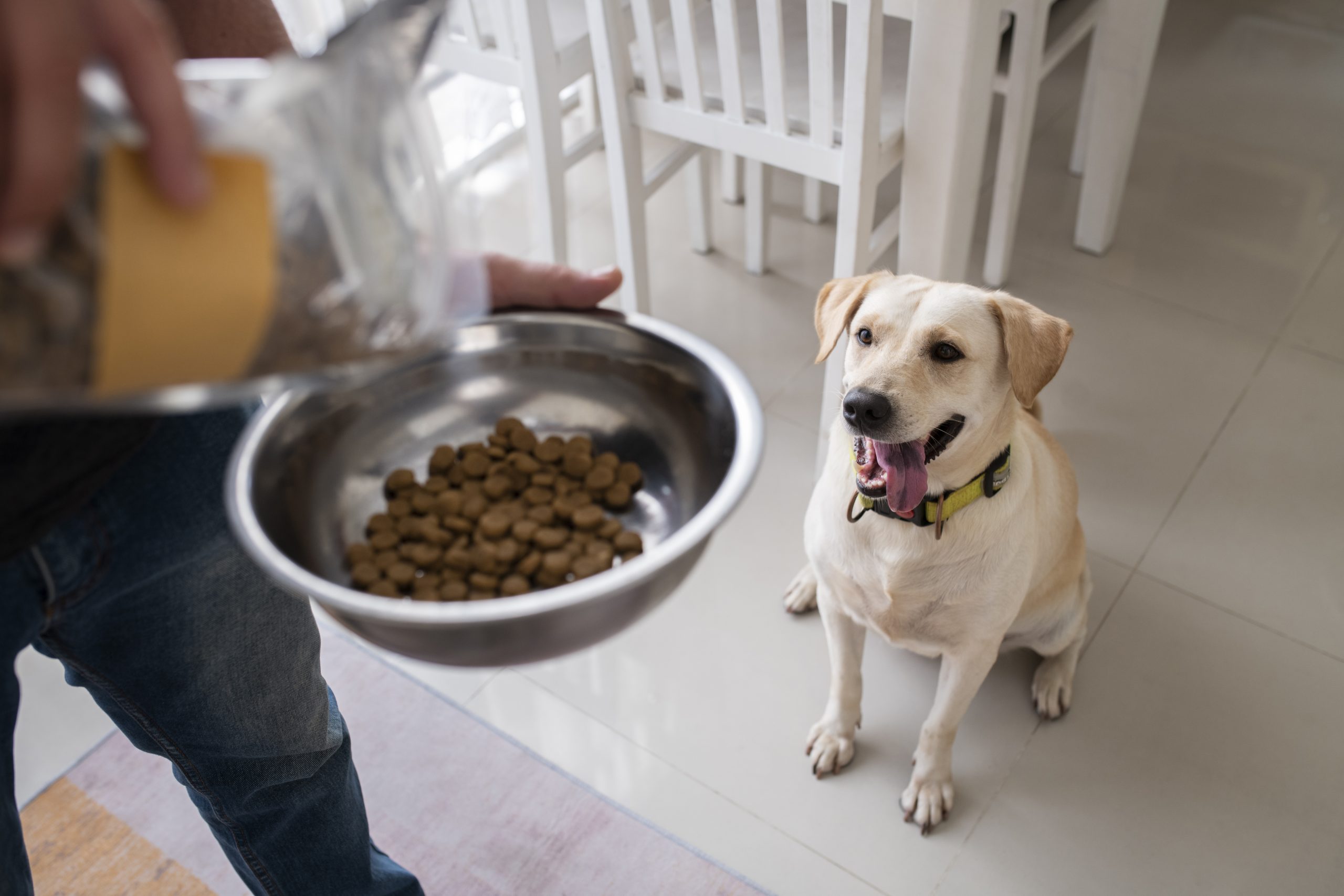  ارتباط سبک زندگی و تغذیه ما با تغذیه سگ ها | خرید تشویقی طبیعی برای سگ