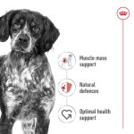 غذای خشک سگ رویال کنین مدیوم ادالت | 15 کیلو | Royal Canin Medium Adult Royal Canin Medium Adult Dry Food For Dog 15kg
