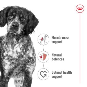 غذای خشک سگ رویال کنین مدیوم ادالت | 15 کیلو | Royal Canin Medium Adult Royal Canin Medium Adult Dry Food For Dog 15kg