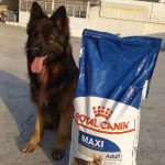 غذای خشک رویال کنین سگ ماکسی ادالت نژاد بزرگ 15 کیلو | Maxi Adult Royal Canin
