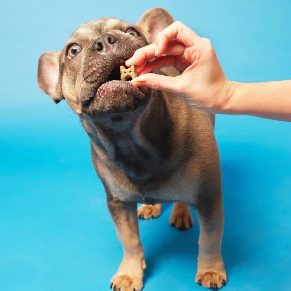 Pooch & Mutt Health Digestion Mini - Bone Dog Treats