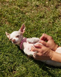 مکمل طبیعی ضد حساسیت و آلرژی فصلی سگ | Native Pet ALLERGY