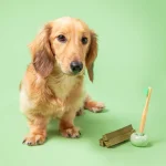 تشویقی دنتال سگ مینی Pooch & Mutt | ضد جرم و تارتار با اسپرولینا و نعناع