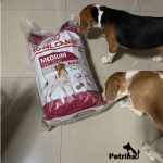 غذای خشک رویال کنین مدیوم ادالت سگ | 15 کیلو | Medium Adult Royal Canin