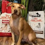 غذای خشک رویال کنین مدیوم ادالت سگ | 15 کیلو | Medium Adult Royal Canin