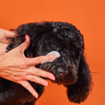 پد تمیزکننده چشم سگ برند DOGS LIFE (انگلیسی) | عصاره آلوئه ورا و بابونه (100 عدد) OurDogsLife Dog Ear Wipes
