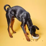 غذای سگ مراقبتی پوست و مو Pooch & Mutt | شاه ماهی و کلاژن - 2 کیلو Pooch & Mutt Skin & Coat Dry Food For Dogs