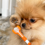کیت خمیردندان و مسواک سگ برند انگلیسی OurDogsLife OurDogsLife Dog Toothpaste and Toothbrush Set