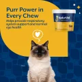 مکمل ال-لیزین گربه L-Lysine برند NaturVet | سیستم ایمنی، سلامت تنفسی و سلامت طبیعی چشم | 60 عدد NaturVet L-Lysine with Antioxidants for Cats