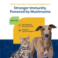 مکمل سیستم ایمنی سگ و گربه Mushroom Max Immunity برند NaturVet | ترکیبی از قارچ‌ های مفید و آنتی‌ اکسیدان‌‌ها | 100% طبیعی - 60 عدد