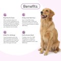 مکمل مفاصل و غضروف سگ Joint Complex برند Prowise | سلامت مفاصل، استخوان‌ها و تحرک | 150 عدد Prowise Healthcare Dog Joint Complex 150 Chewable Tablets
